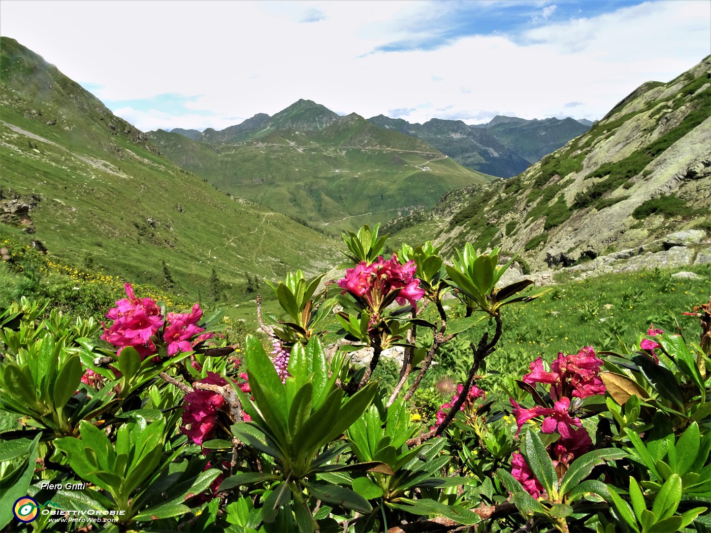 73 Rododendro rosso (Rhododendron ferrugineum).JPG -                                